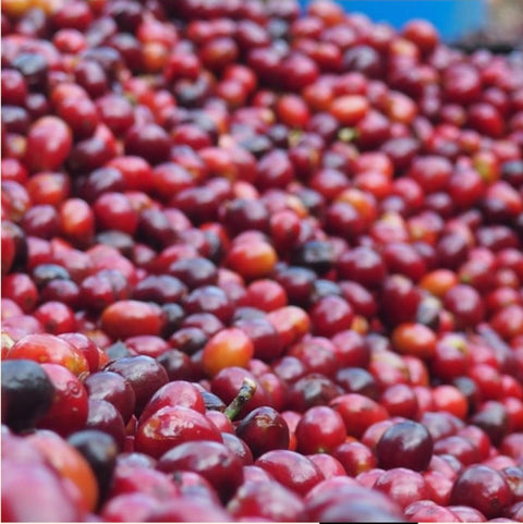 The 12-Month Journey Subscription (Prepaid)